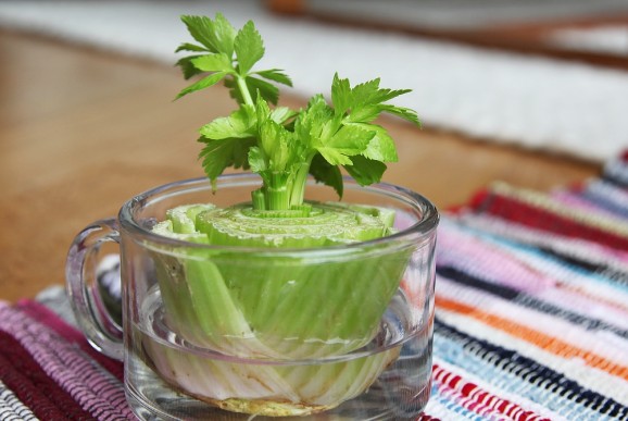 celery_regrow_1a-2-578x387